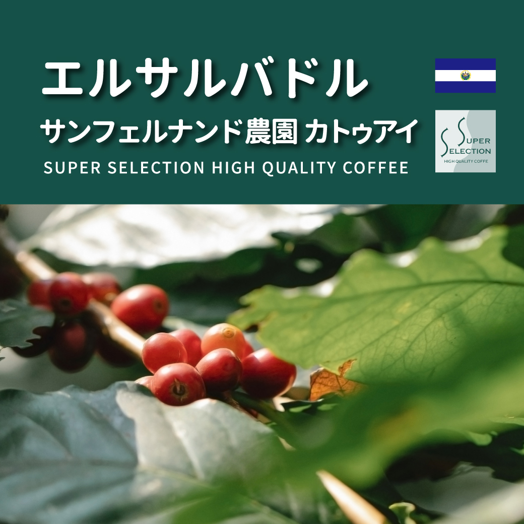 【SUPER SELECTION】エルサルバドル サンフェルナンド農園 カトゥアイ の特徴と味わい